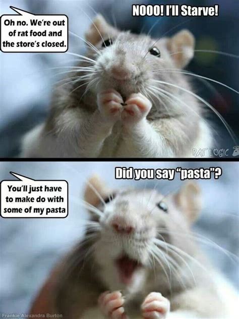 crazy rat meme|funny rat memes.